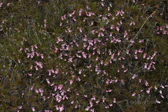 Stylidium calcaratum