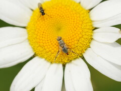 Austrotephritis poenia
