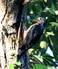 Melanerpes portoricensis