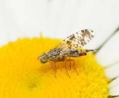 Austrotephritis poenia