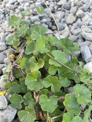 Hydrocotyle nepalensis