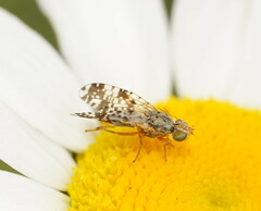Austrotephritis poenia