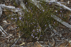 Comesperma scoparium