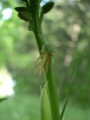 Orchis anthropophora