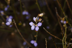Comesperma scoparium