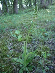 Orchis anthropophora