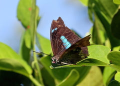 Archaeoprepona demophoon