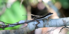 Anolis krugi
