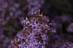 Calytrix purpurea
