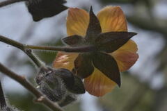 Abutilon haenkeanum