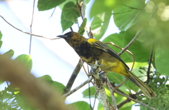 Icterus portoricensis