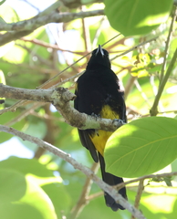 Icterus portoricensis