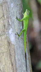 Anolis evermanni