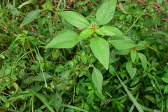 Acalypha australis