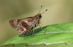 Nyctelius nyctelius