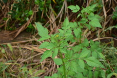 Bidens biternata