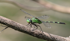Erythemis vesiculosa