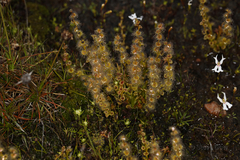 Drosera ramellosa