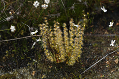 Drosera ramellosa