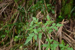 Bidens biternata