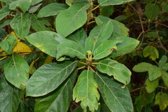 Ficus erecta