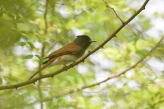 Terpsiphone atrocaudata