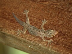 Hemidactylus murrayi