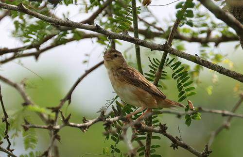 Northern Red Bishop