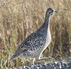 Tympanuchus phasianellus