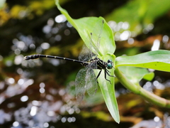 Hemigomphus theischingeri