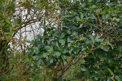 Ficus erecta