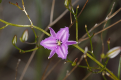 Thysanotus manglesianus