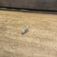 Ortholepis pasadamia