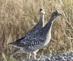 Tympanuchus phasianellus