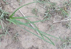 Nothoscordum bivalve