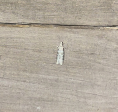 Ortholepis pasadamia
