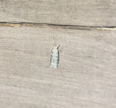 Ortholepis pasadamia