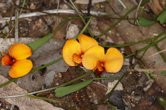 Isotropis cuneifolia