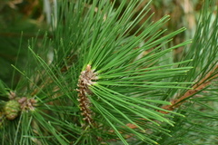 Pinus thunbergii