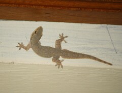 Hemidactylus platyurus