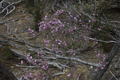 Guichenotia angustifolia
