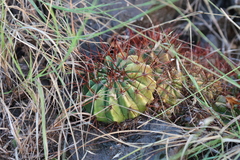 Melocactus intortus