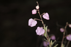 Guichenotia angustifolia