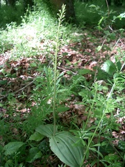 Neottia ovata