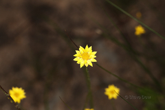 Podolepis capillaris