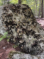Umbilicaria