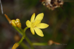 Bulbine semibarbata