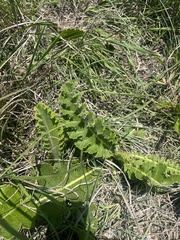 Berkheya radula