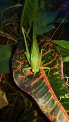 Holochlorini