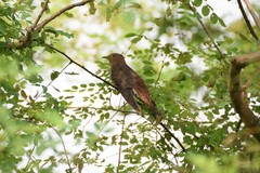 Cuculus poliocephalus